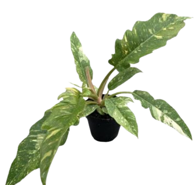 4" Philodendron Ring of Fire 